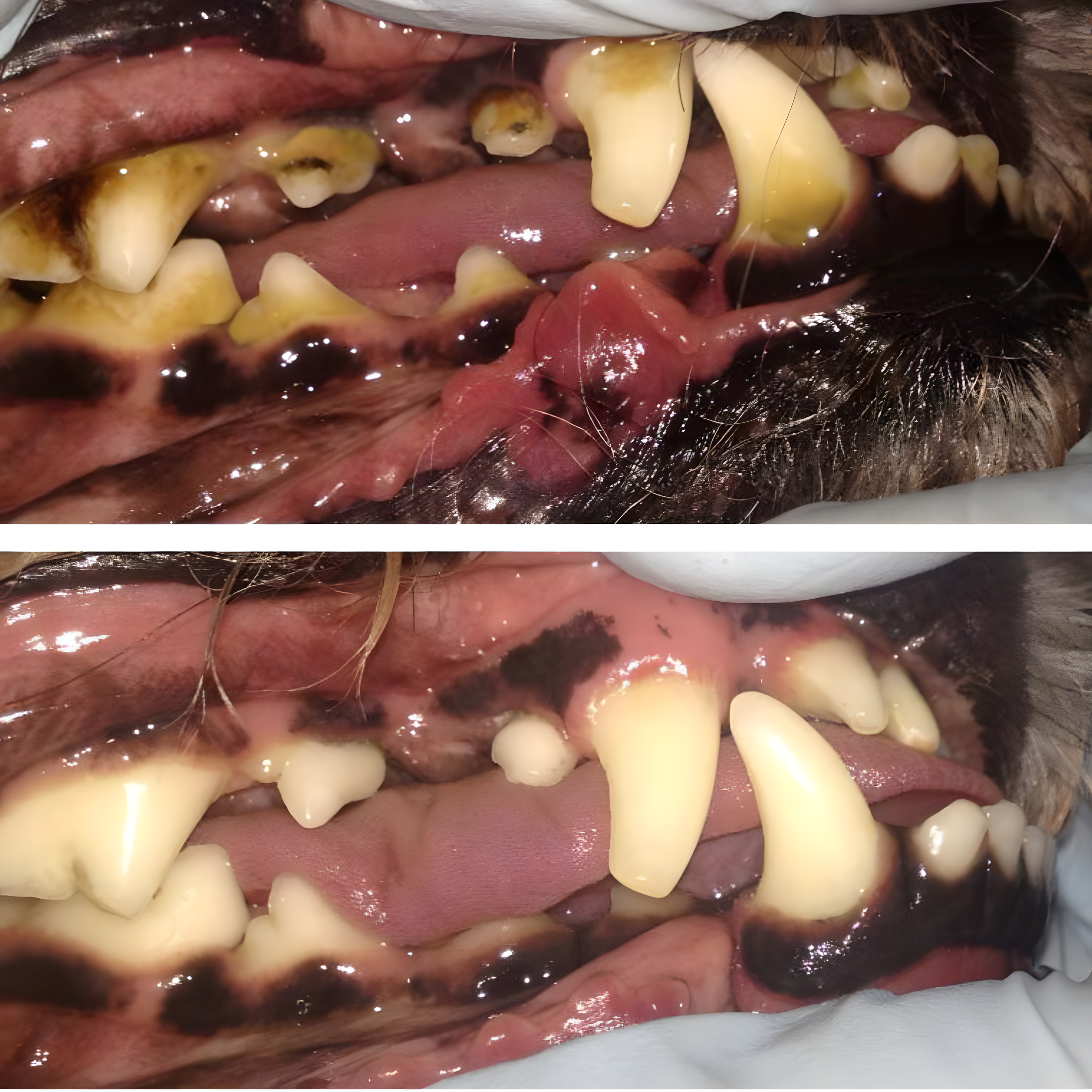 PupDental Powder™