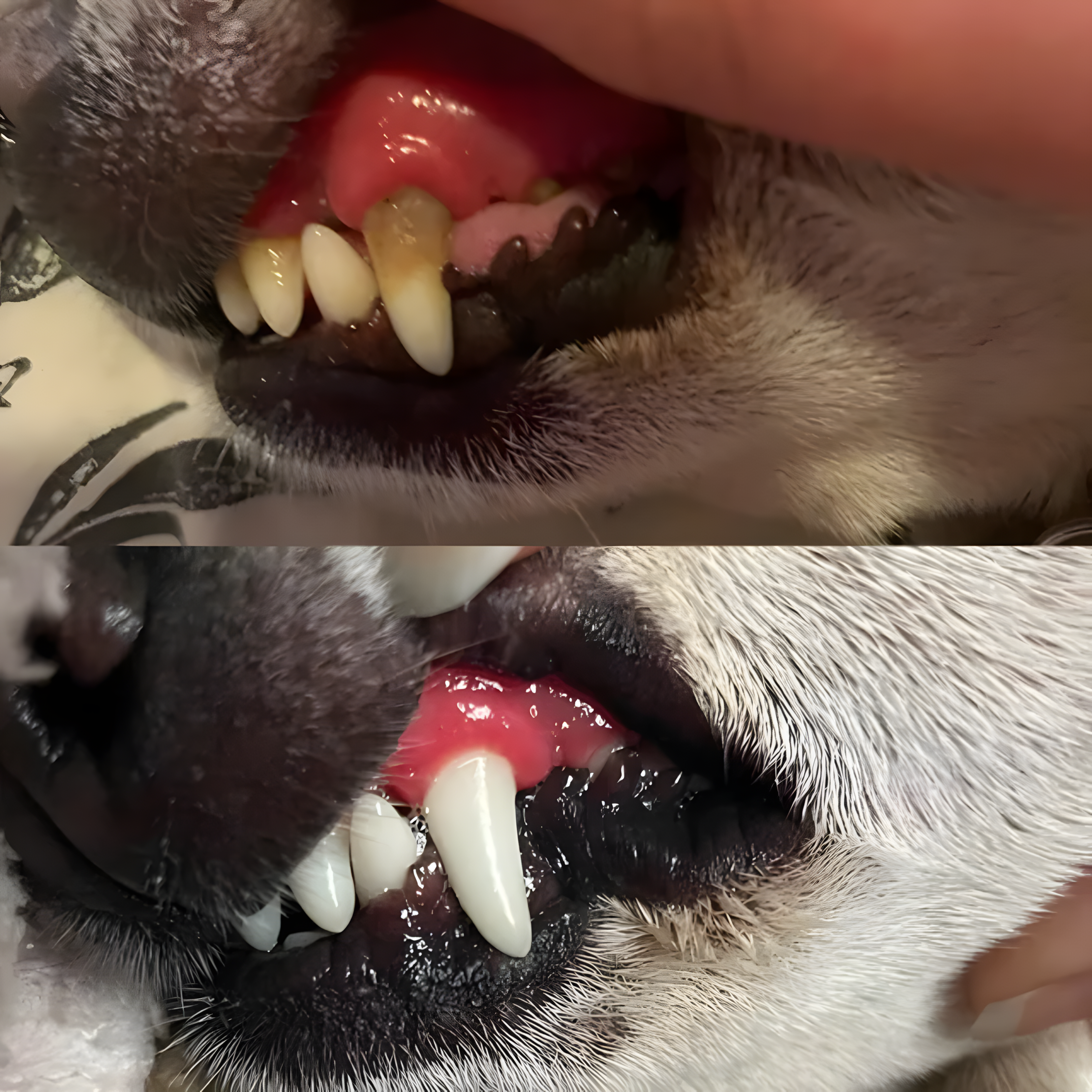 PupDental Powder™